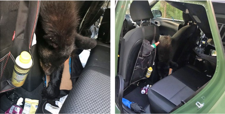 A black bear died after getting stuck inside a parked car at a rental cabin in Sevierville, Tenn.