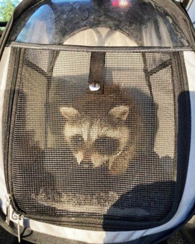 A man and his girlfriend took a raccoon to a pet store to get food and supplies in Eerie County, N.Y.,  before one of the store's employees contacted authorities.