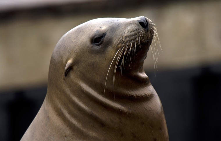 For California marine mammals, toxic algae bloom is a mass casualty