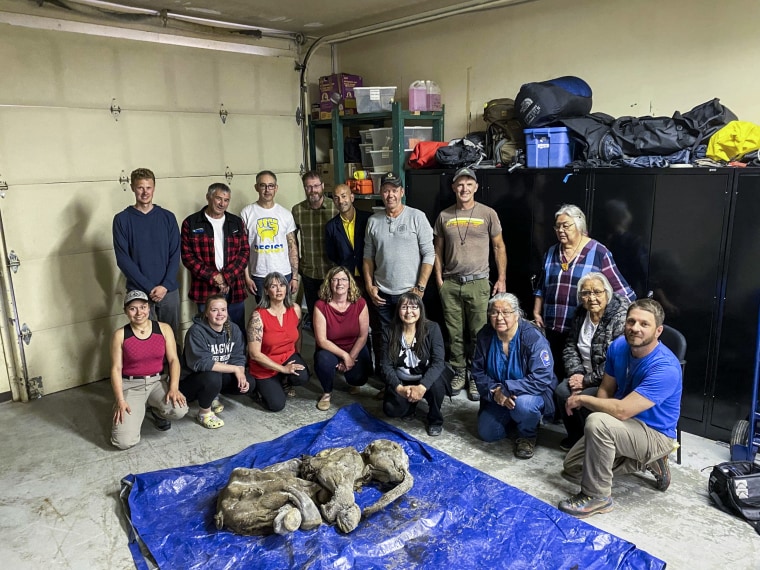 Members of Trʼondëk Hwëchʼin, the Yukon government, Treadstone Mine and the University of Calgary with the mummified baby woolly mammoth, Nun cho ga.