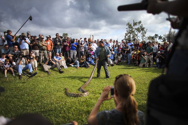 Image: A Burmese python is held by Jeff Fobb as he speaks to hunters and the media at the registration event and press conference for the start of the 2013 Python Challenge on January 12, 2013 in Davie, Florida.