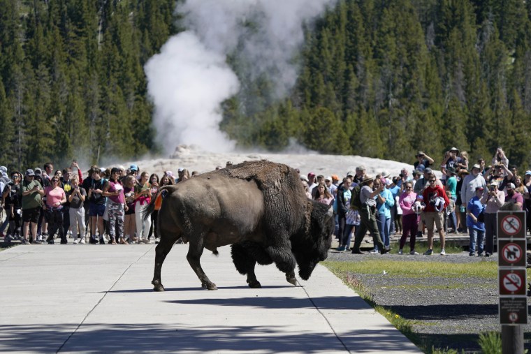 Yellowstone Milli Parkı'nın bazı bölümleri tarihi selden sonra yeniden açıldı