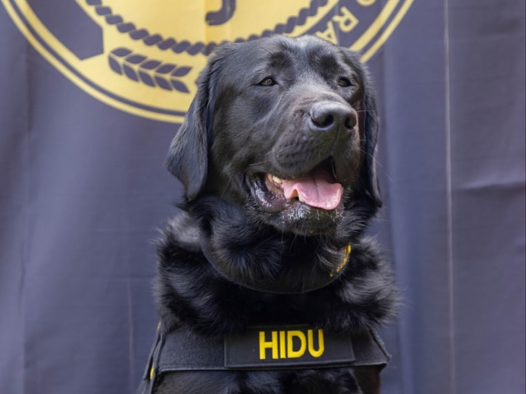 Esta fotografía de mayo de 2022 proporcionada por la organización Operation Underground Railroad muestra a Hidu, un perro entrenado para detectar dispositivos electrónicos, en Indianápolis, Indiana.