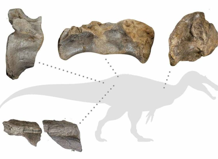 El diagrama muestra la posición de los huesos de espindosaurio de roca blanca que fueron hallados en Grab Bretaña.