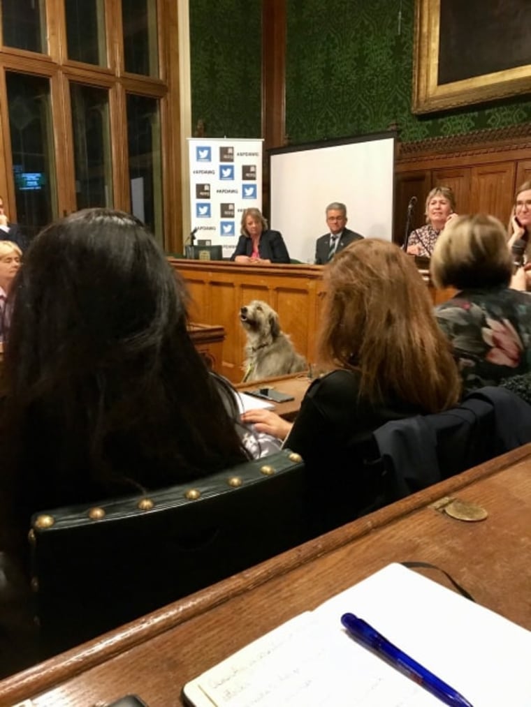 Kratu appears at the House of Commons of the United Kingdom to advocate for canine causes. 