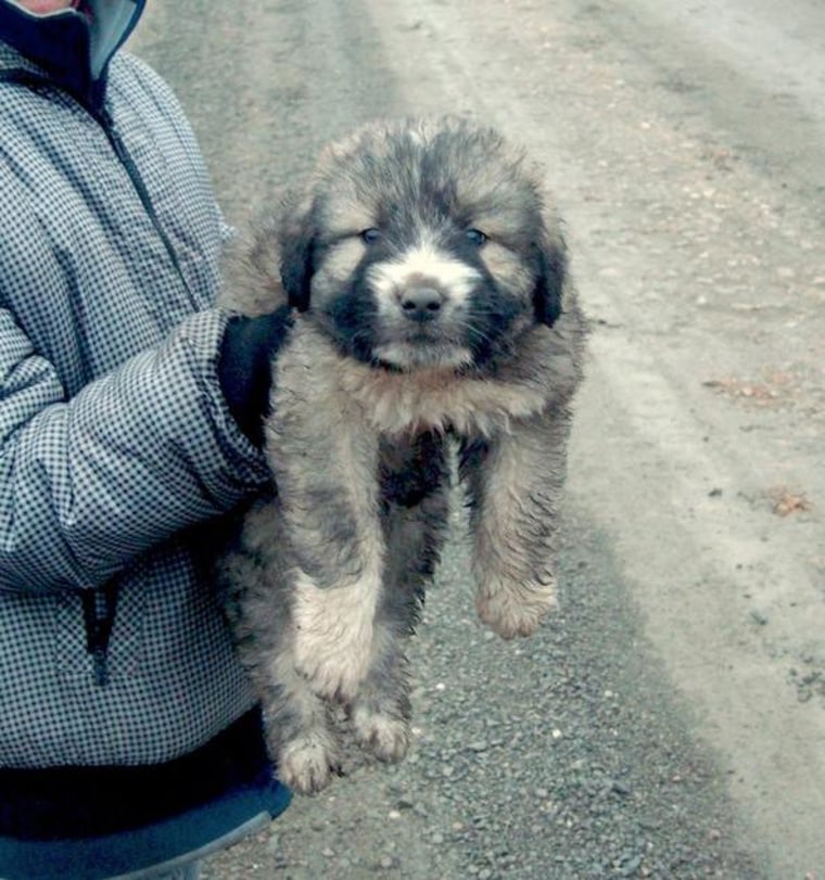 Kratu’s fur as a puppy was so soft it was like feathers, according to his adopter, Tess Eagle Swan. 