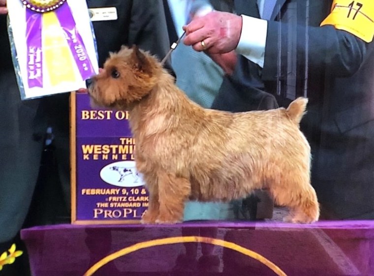Dr. Joseph Rossi’s Norwich terrier, “GCH CH Thistledew’s Rhymes With Doloris,” won best of breed at the 2020 Westminster Kennel Club Dog Show. 