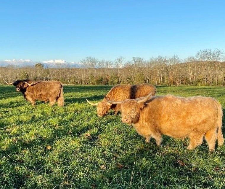 Les animaux de compagnie du Dr Rossi, Stewart, Catherine et Dennis, sont des bovins écossais des Highlands. 