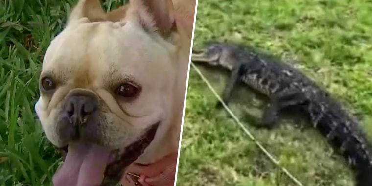 A French bulldog in Florida was saved by her quick-thinking owner when an alligator attacked.