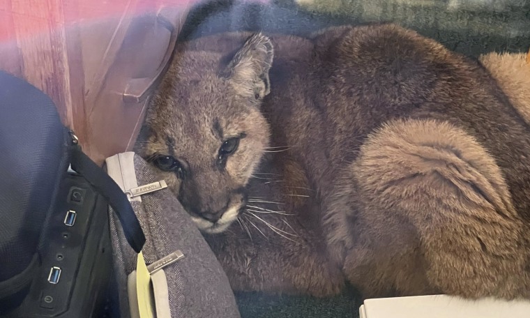 A mountain lion was captured and taken safely to the Oakland Zoo after it entered an empty high school classroom in Pescadero, Calif., on Wednesday, June 1.