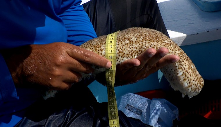 El investigador Cuauhtémoc Ruiz Pineda midiendo un pepino de mar en las costas de Progreso, Yucatán, el 28 de abril de 2022.