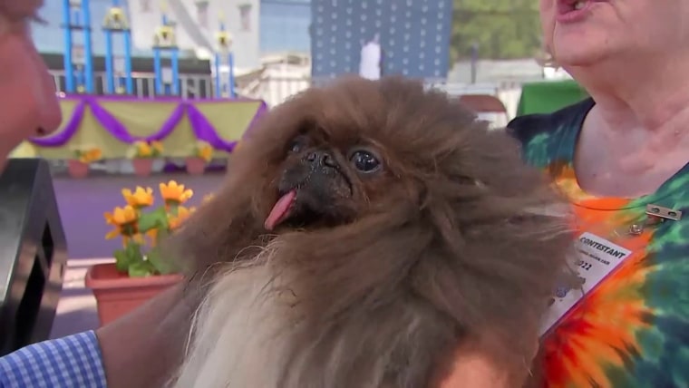 Wild Thang placed second in the "The ugliest dog in the world" competition.