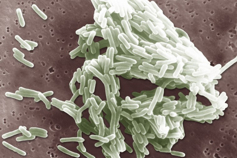 Scan electron micrography of Listeria Monocytogene.