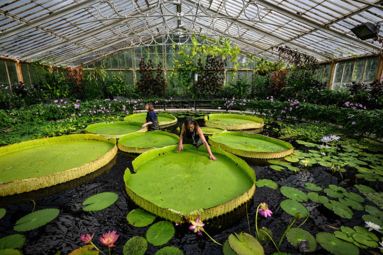 Image: Kew Names Giant Waterlily Species New To Science