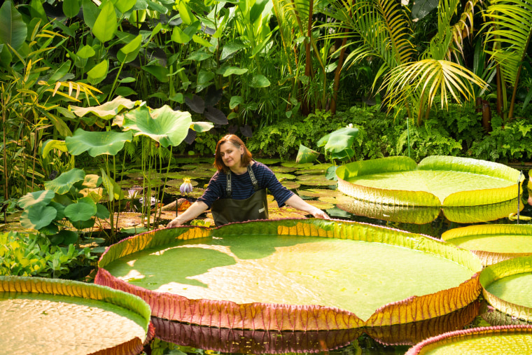 New species of giant waterlily