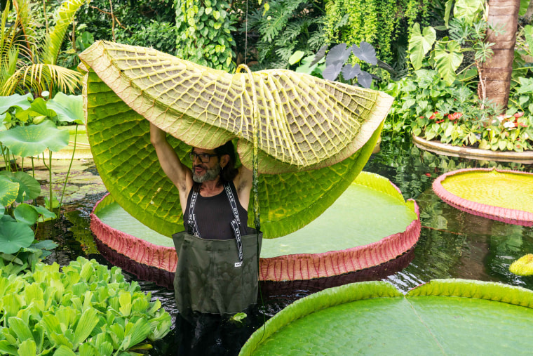 New species of giant waterlily