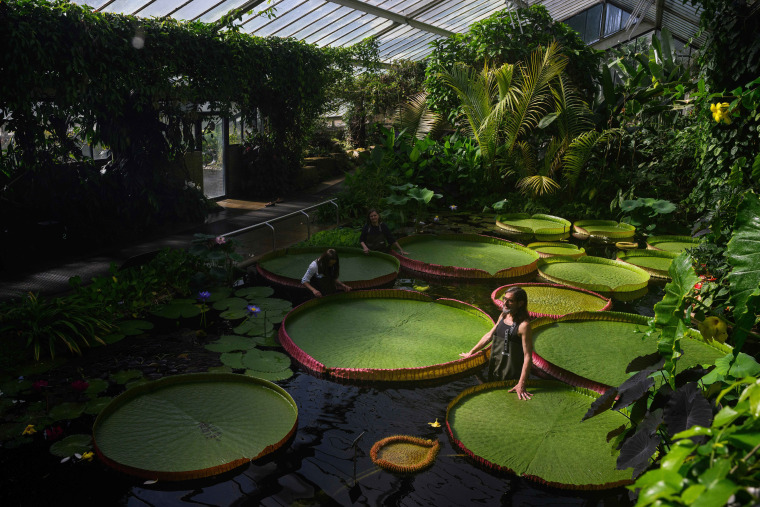 Image: Kew Names Giant Waterlily Species New To Science