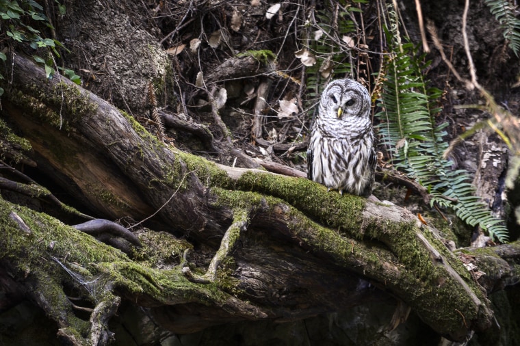 A Northern Spotted Owl watches for prey beside a small stream in Muir Woods National Monument north of San Francisco on Sept. 13, 2018.