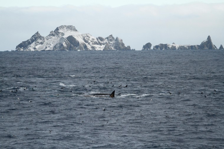 Fin whales feeding at the northern coast of Elephant Island, Antartica