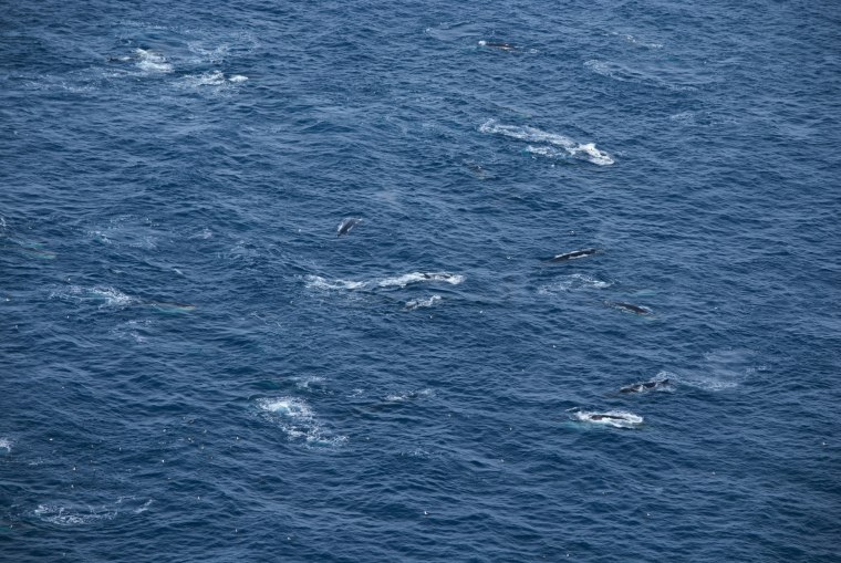 Uma vista aérea de uma agregação de baleias fin