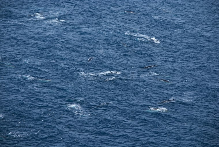 Southern fin whales have recovered to large numbers in the