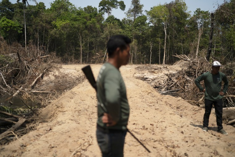 A man surveys an area where illegal loggers opened a road