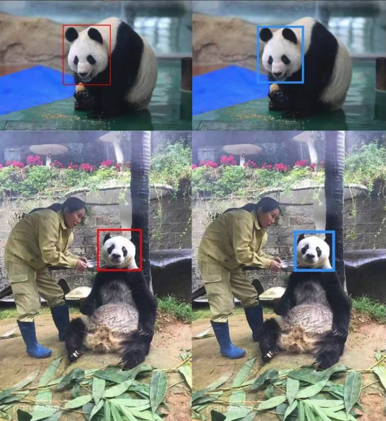 Facial recognition samples from the Chengdu Research Base of Giant Panda Breeding in China.