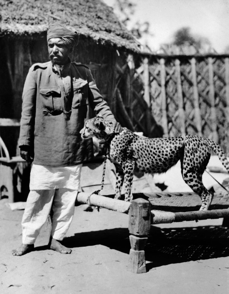 Cheetahs were kept as domestic pets, often chained by the neck in 1930s India.