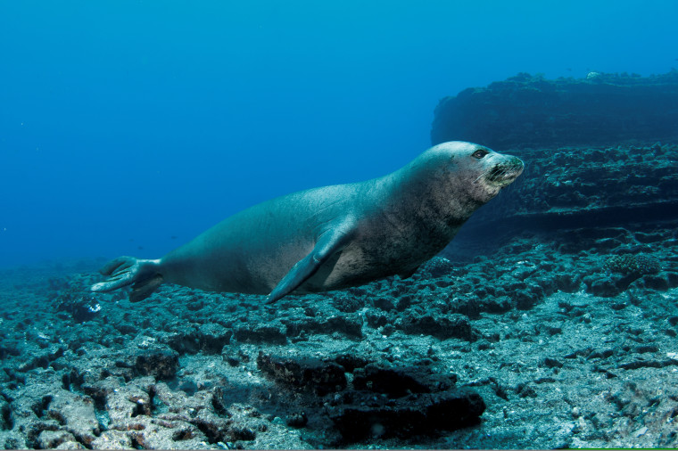 Hawaiian monk seal.  Neomonachus schauinslandi.  endangered species.  Lehua Island.  Niihau.  Hawaii.  USES