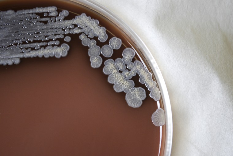 Image: Colonial morphology of Gram-negative Burkholderia pseudomallei bacteria grown 72 hours on a medium of chocolate agar in 2010.