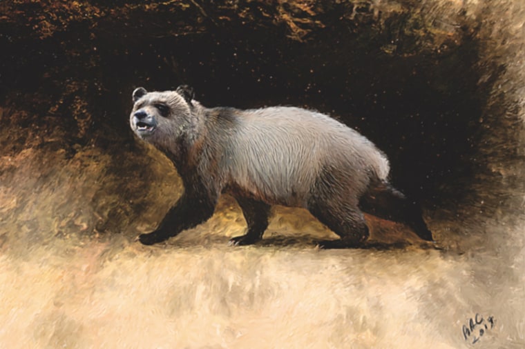 A newly discovered species of giant panda named Agriarctos nikolovi that lived around 6 million years ago.

