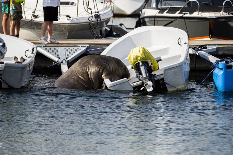 Image: Freya the walrus visits Norway