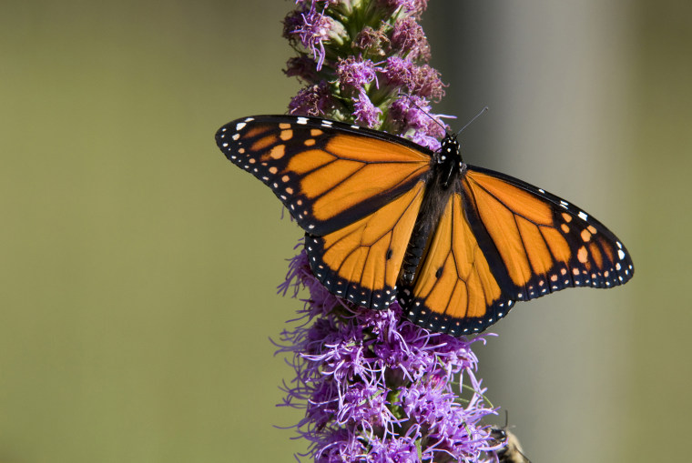 Image: A monarch butterfly