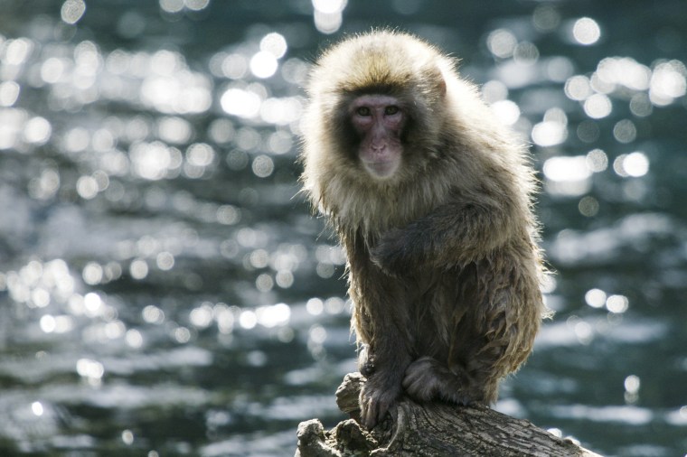 Image: The Japanese macaque or snow monkey.