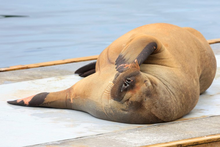 Freya the Walrus in Norway