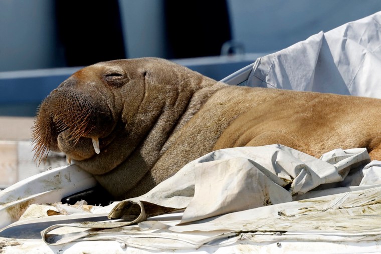 A young female walrus, nicknamed "Freya," rests on a boat in Frognerkilen, Norway, on July 19, 2022.