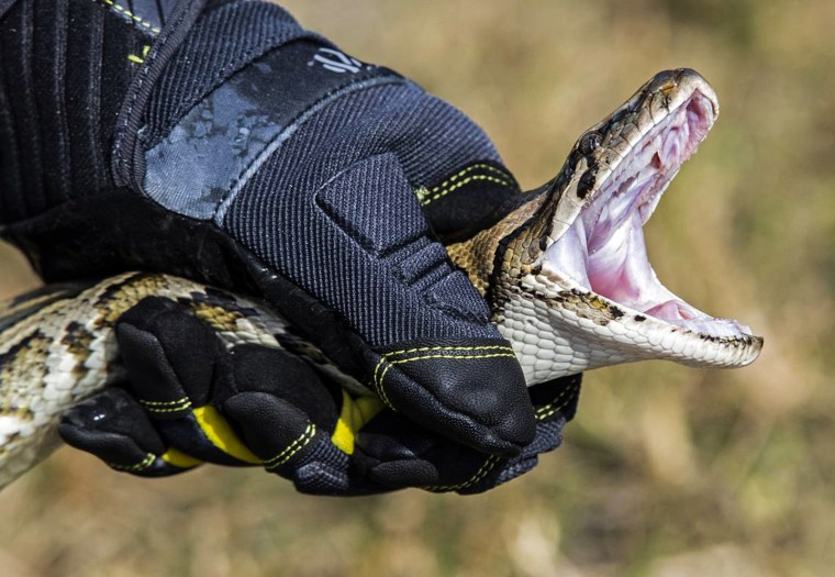 Python incentives and education specialist Robert Edman demonstrates how to catch a python during an event promoting the Florida Python Challenge on Dec. 5, 2019.