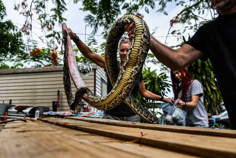Snake hunters Amy Siewe, left, and Jim McCartney, right, put a dead python on a cutting board in the backyard of a house in Delray Beach, Fla., on May 21, 2020.