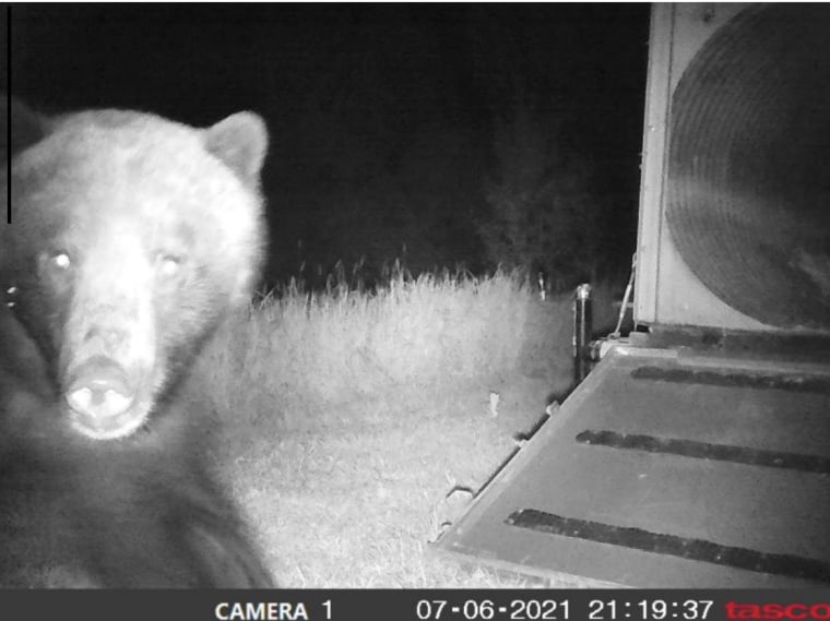 Imagen de la cámara remota en el sitio de la trampa muestran al oso cerca a un gallinero, aproximadamente a 215 yardas del lugar del ataque en la madrugada del 6 de julio. 