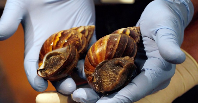 Dep't Of Agriculture Warns Of Arrival Of Giant African Land Snails In U.S.