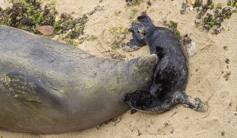 Endangered Hawaiian Monk Seal Rocky gave birth on the island of Oahu