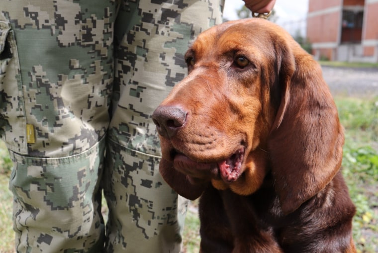 El perro Max de la Marina mexicana, que ayudó a atrapar al narcotraficante Rafael Caro Quintero, en Sinaloa, el 15 de julio de 2022.