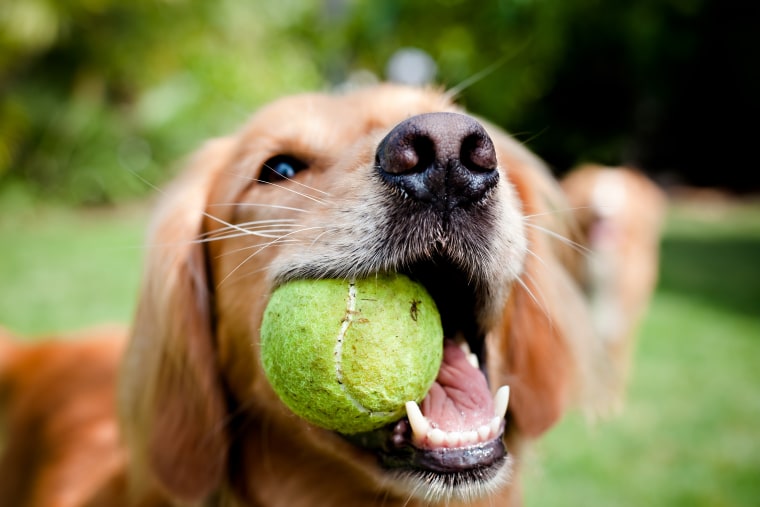 Imagen de un perro Golden Retriver con una pelota.