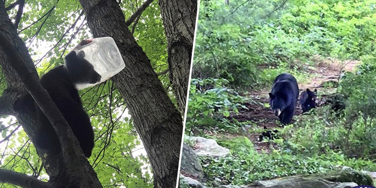A bear cub got a plastic container stuck on its head in Harwinton, Connecticut, on June 23. After waiting for the cub to come down from the tree, wildlife biologists successfully tranquilized the bear and removed the container. 