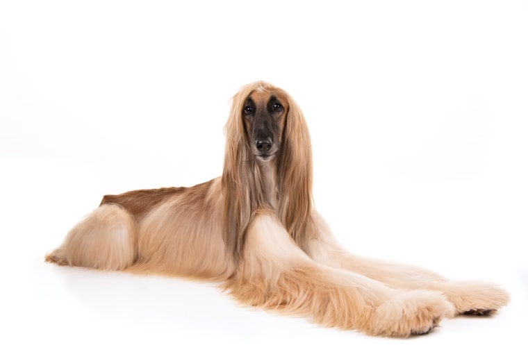 Afghan hound