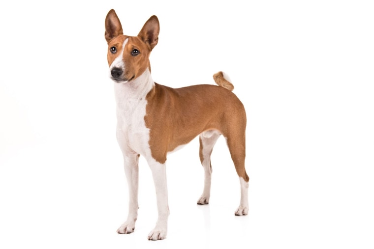 Basenji