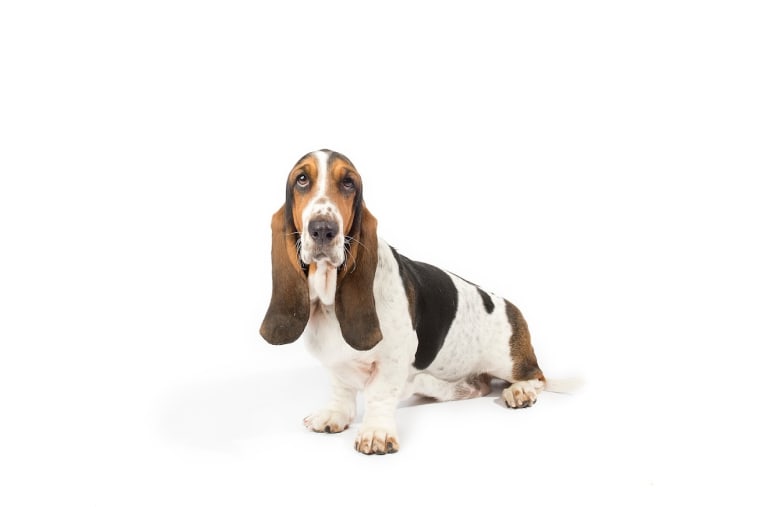 Basset hound