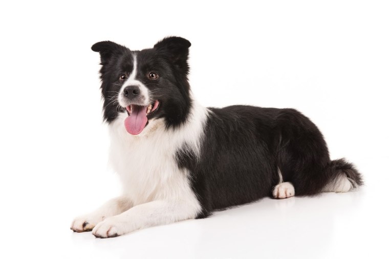 Border collie