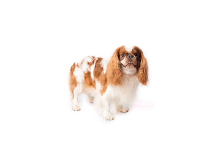 English toy spaniel