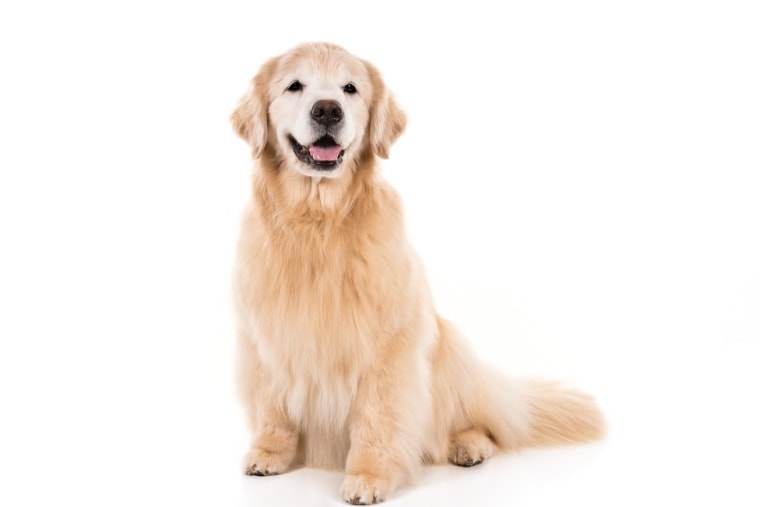 Golden retriever